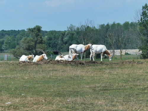 Scimitar Horned Oryx #3
