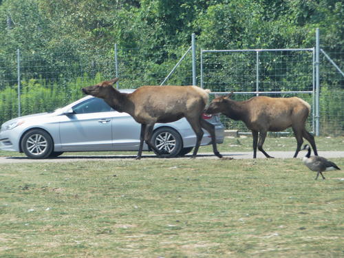 North American Elk