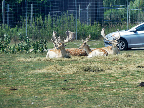 Fallow Deer #2