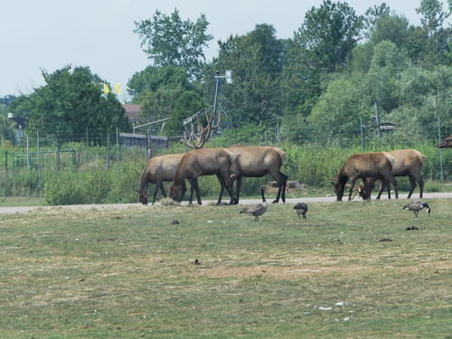 North American Elk #2