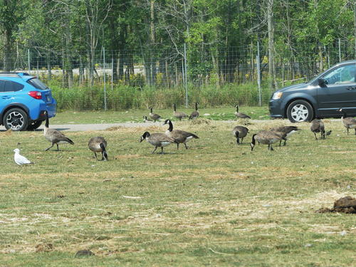 Canadian Geese