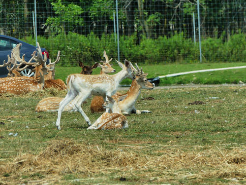 Fallow Deer #5