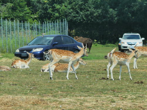Fallow Deer #6