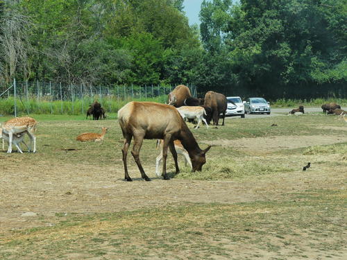 North American Elk #7