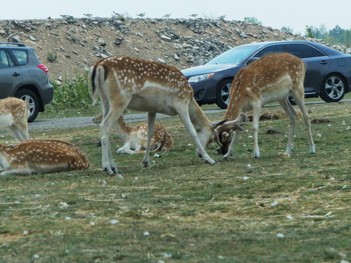 Fallow Deer #7