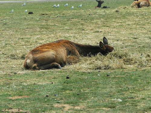 North American Elk #8