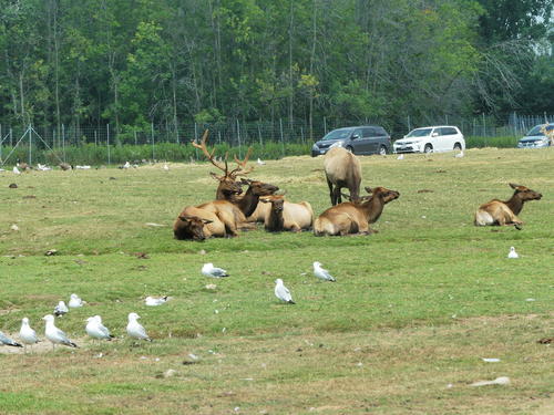 North American Elk #11