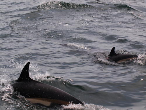 Dolphins