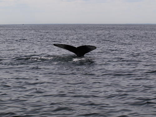 Whale tail #5