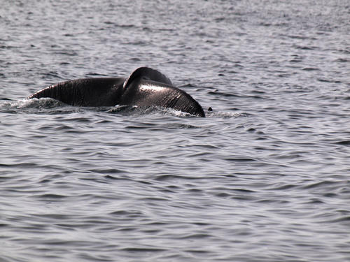 Whale tail #6
