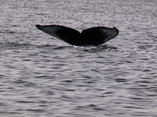 Whale tail #9