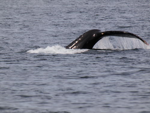 Whale tail #10