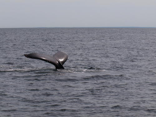Whale tail #15