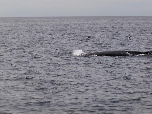 Whale and birds