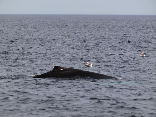 Whale and birds #9