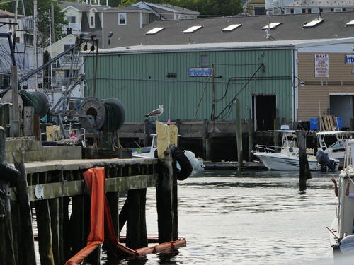 Gull on a pier