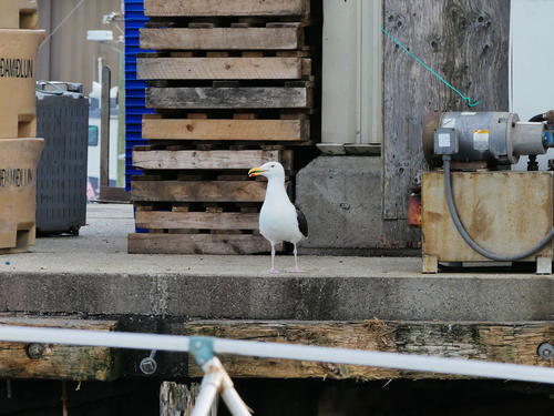 Gull #2