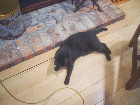 Cat fishing with Diana