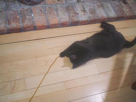 Cat fishing with Diana #2