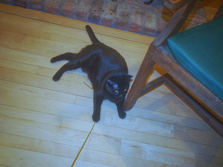 Cat fishing with Diana #8