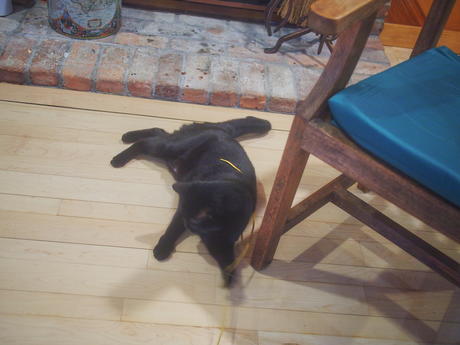 Cat fishing with Diana #9