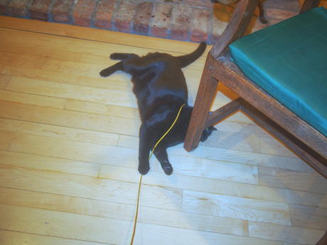 Cat fishing with Diana #10