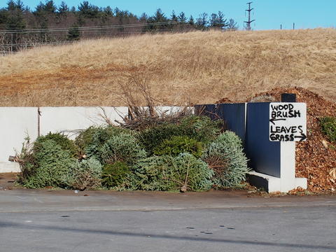 Where Christmas trees go to die