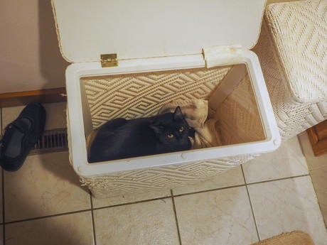 Please don't put me in the washing machine