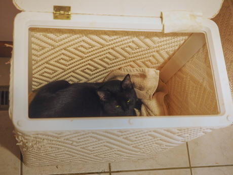 Please don't put me in the washing machine #3