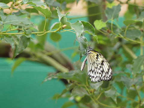 Black and white butterfly