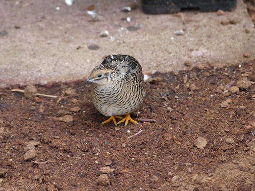 Quail