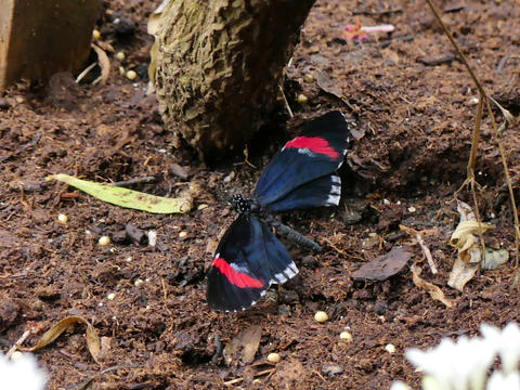 Red, black, and white butterfly