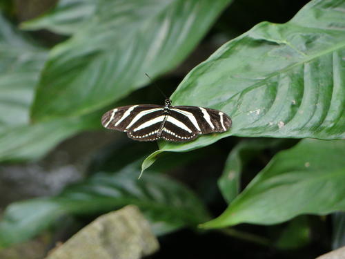 Black and white butterfly #3