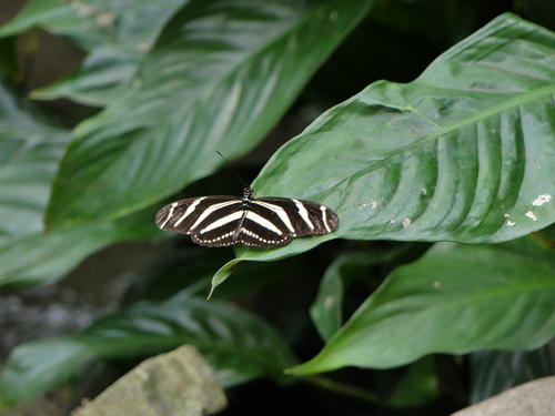 Black and white butterfly #4