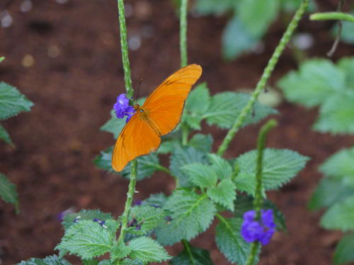 Orange butterfly
