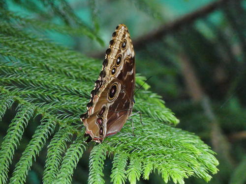 Blue Moon Butterfly #2