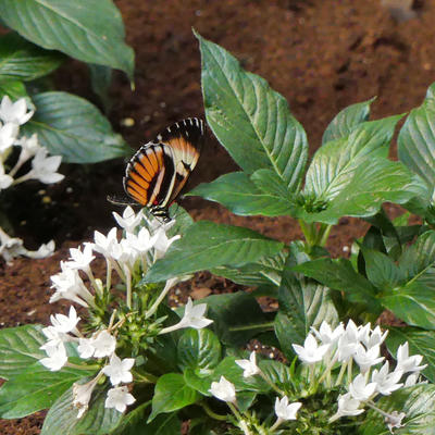 Orange and black butterfly
