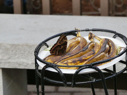 Mmmmm, rotten bananas