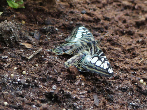 Green and white butterfly