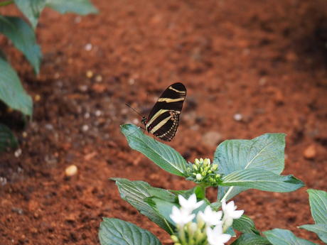 Black and white butterfly #6