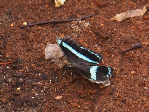 Black and white butterfly #9