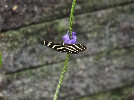 Black and white butterfly #11