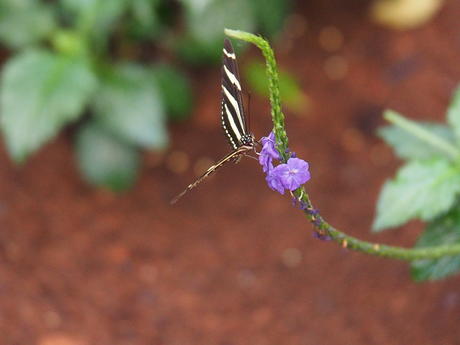 Black and white butterfly #12
