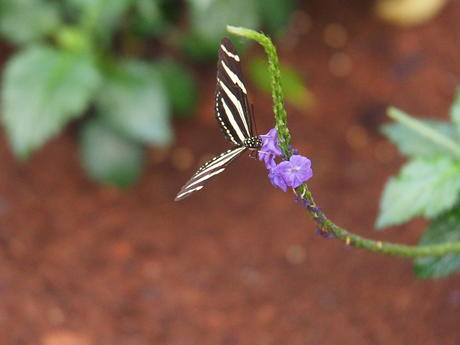 Black and white butterfly #13