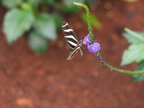 Black and white butterfly #14