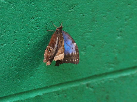 Blue Moon Butterfly #3