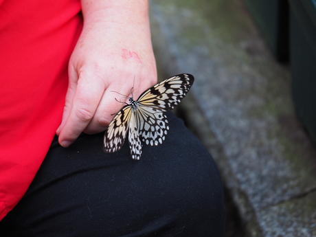 Friendly butterfly #2