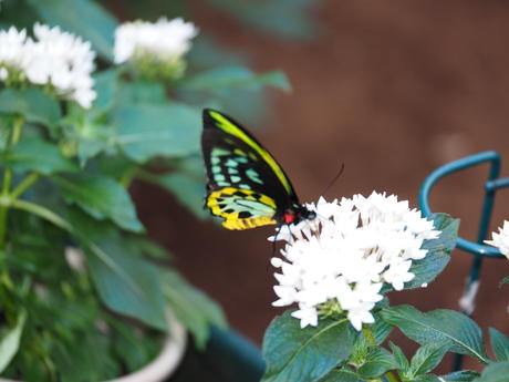 Green and black butterfly #4