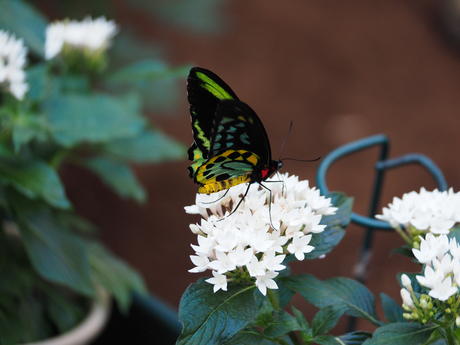 Green and black butterfly #6
