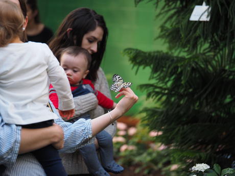 Friendly butterfly #3